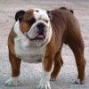 bulldog-inglese-foto-2