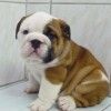 bulldog-inglese-foto-3