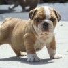 bulldog-inglese-foto-4