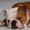 bulldog-inglese-foto-5