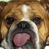 bulldog-inglese-foto-6