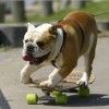 bulldog-inglese-foto-8