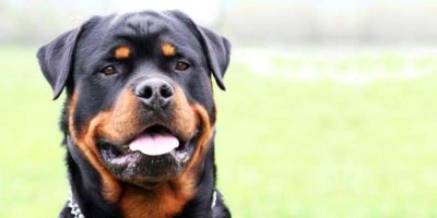 rottweiler2-aggiunte-31-800x400