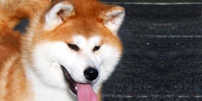 Akita Inu3 800x400