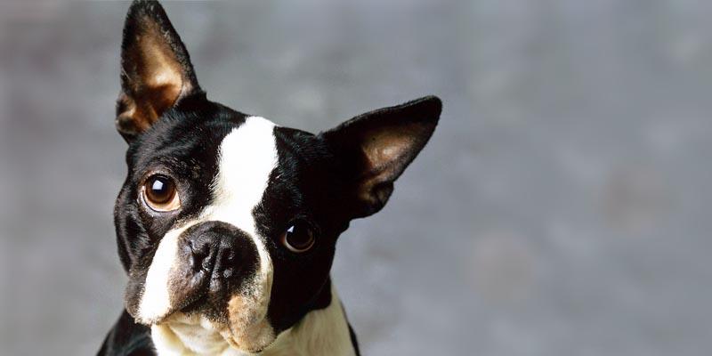 Boston terrier 2 800x400