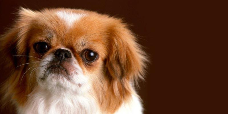 Il Pechinese- un cane distintamente riservato, snob e raffinato 2-800x400
