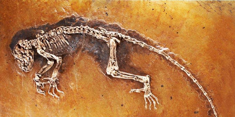 Luoghi fossiliferi-dinosauro 800x400