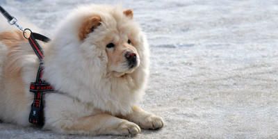 Chow-Chow 1-800x400