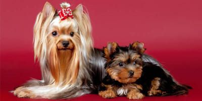 Yorkshire-Terrier 2-800x400