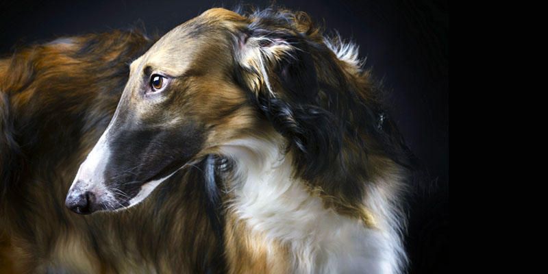 Barzoi 2-800x400