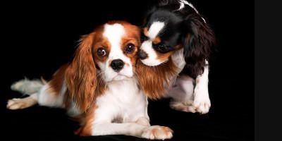 Cavalier King Charles Spaniel 3-800x400