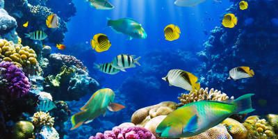 Pesci d'acquario- come farli convivere in armonia-800x400