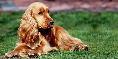 Cocker Spaniel Inglese 1-800x400