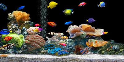 Come allestire un acquario 1-800x400