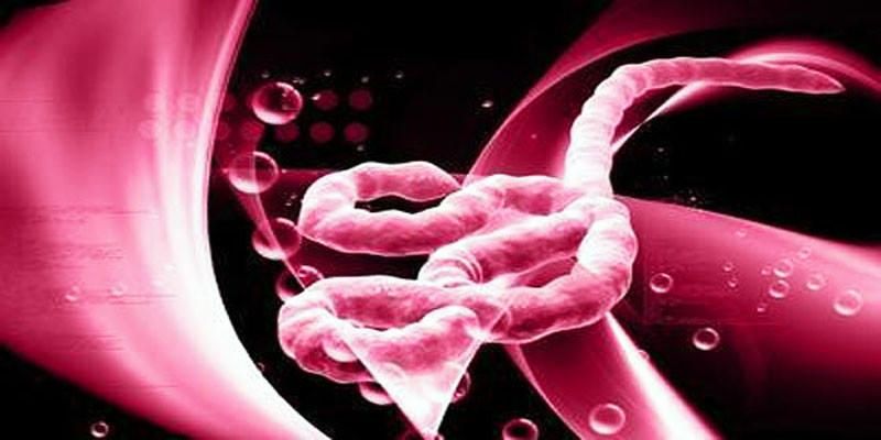 Ebola, un virus letale per l'uomo - Tutti i dettagli 2-800x400