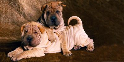 Shar Pei 3-800x400