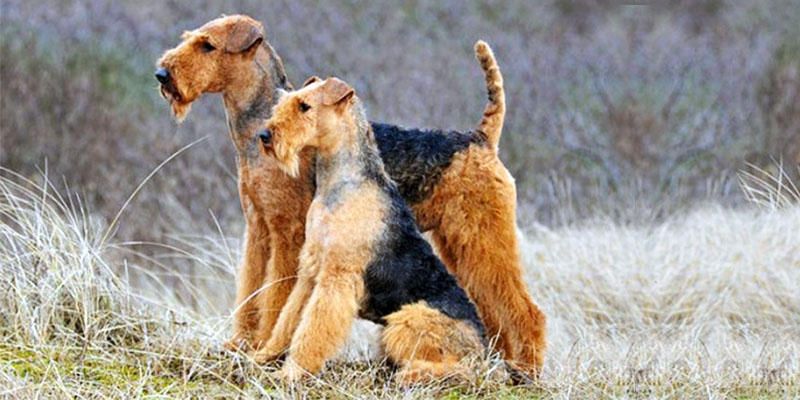 Airedale-Terrier 1-800x400