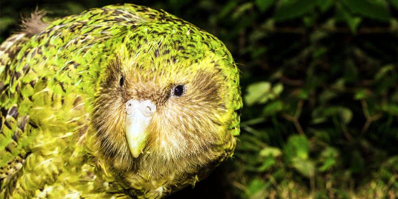 Kakapo-l'uccello più salvaguardato del mondo 1-800x400
