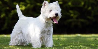 West Highland White Terrier 1-800x400