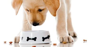 Alimentazione del cane- tutto quello che serve sapere 3-800x400