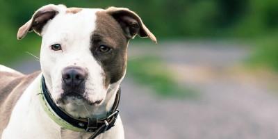 American Staffordshire-Terrier 1-800x400