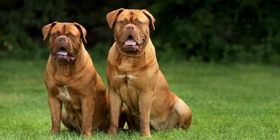 Dogue de Bordeaux 3-800x400