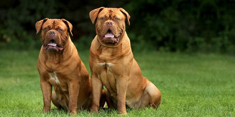 Dogue de Bordeaux 3-800x400