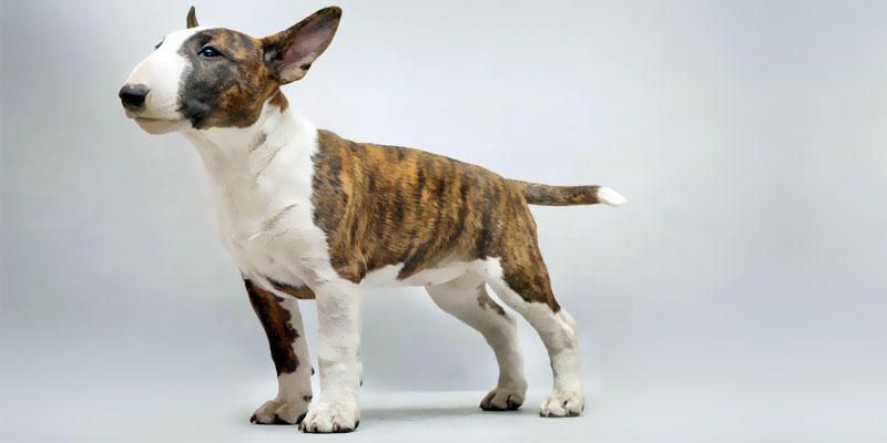 Bull Terrier 1-800x400