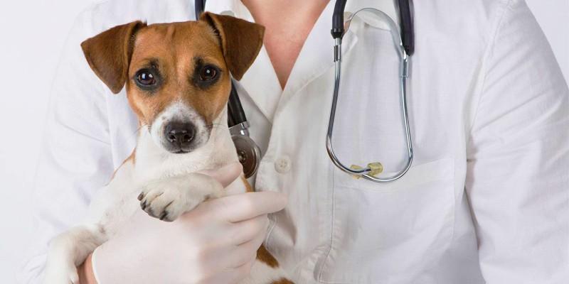 Le 5 malattie più pericolose del cane 1-800x400