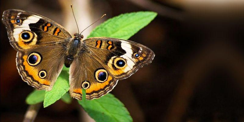 5 cose sulle farfalle e falene ossia sui Lepidotteri 3-800x400