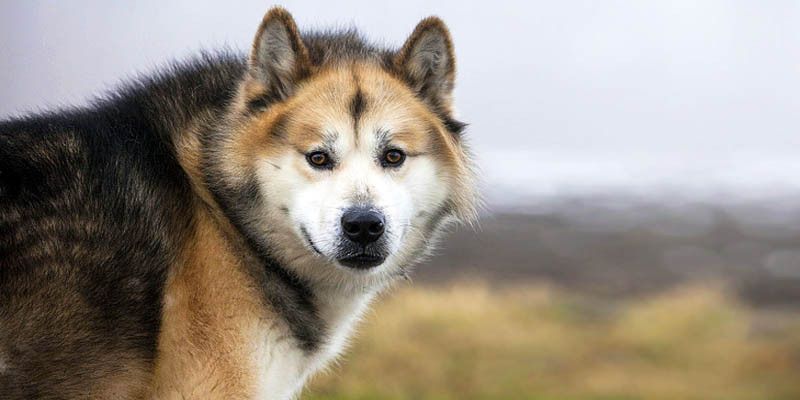 Il Groenlandese: un cane artico, resistente, devoto e leale