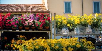 5 mercatini di fiori sparsi per l'Italia 1-800x400