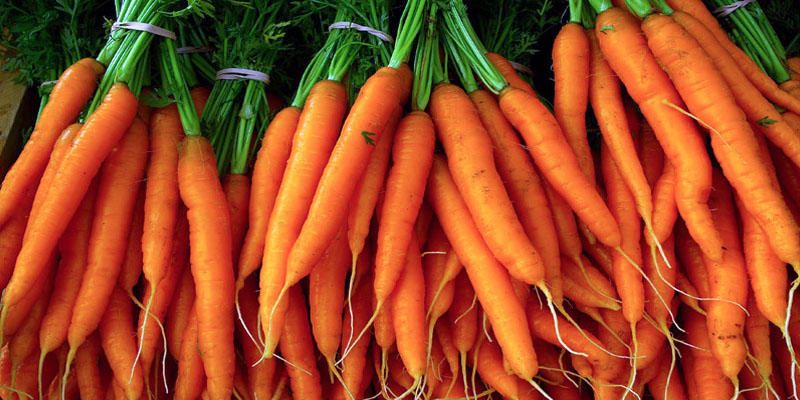 Le carote 5-800x400