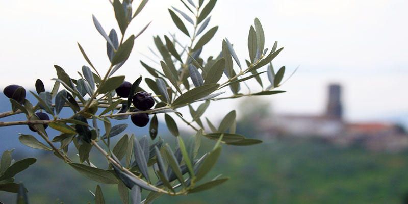 L'olivo-un albero forte e generoso 1-800x400