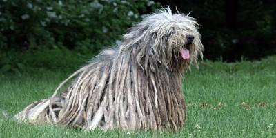 Pastore Bergamasco- una delle più antiche razze canine italiane 1-800x400