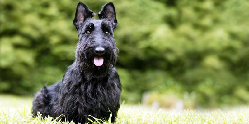 Scottish-Terrier-un cane piccolo ma possente 2-800x400