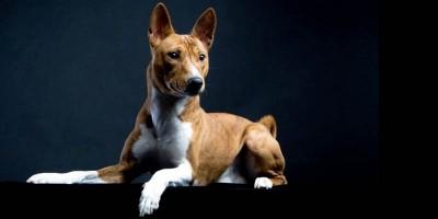 Basenji-il cane più gatto fra tutti i cani 4-800x400