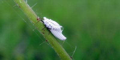 Cocciniglia- uno dei parassiti più temibili per le piante1-800x400