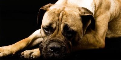 Il Bullmastiff 2-800x400