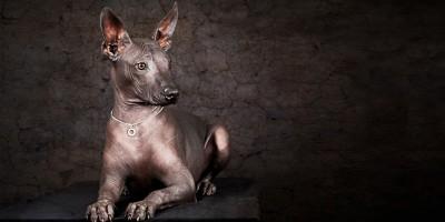 Xoloitzcuintle 2-800x400