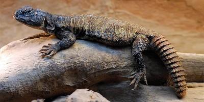 Gli Uromastici 1-800x400