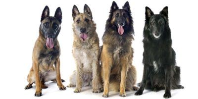 Cane da pastore Belga: un cane elegante, forte, devoto e affettuoso