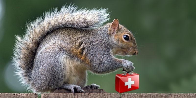 Gli scoiattoli domestici e le loro malattie più comuni3-800x400