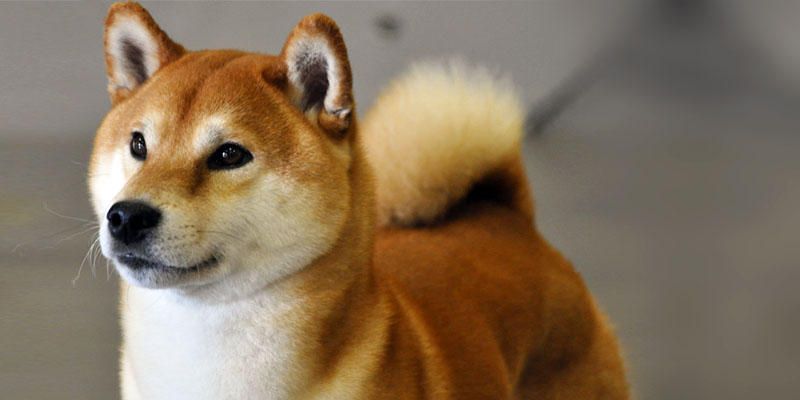 shiba inu un cane originale e dal fascino nipponico best5 it