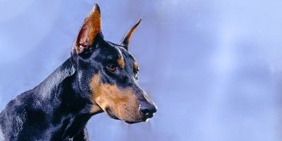 Il dobermann2-800x400