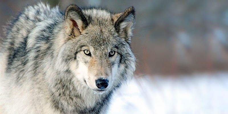 SOS Salviamo il lupo No caccia