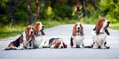 Basset Hound2-800x400