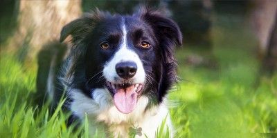 Border-Collie1-800x400