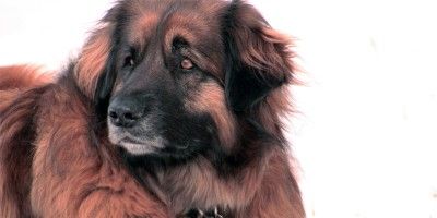 Leonberger1-800x400