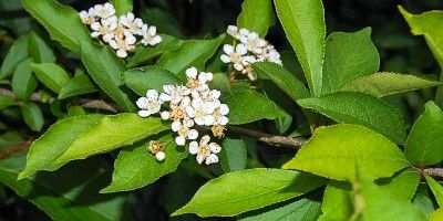 Photinia, un arbusto poco conosciuto2-800x400